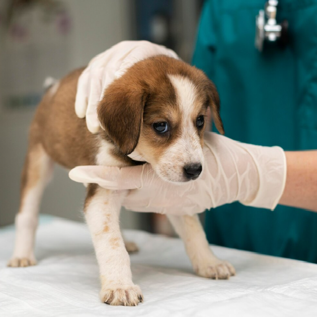 Animal Rescue & Welfare Body: 24/7 rescue, ambulance service, veterinary care, sterilisation, and adoption for stray and domestic animals.