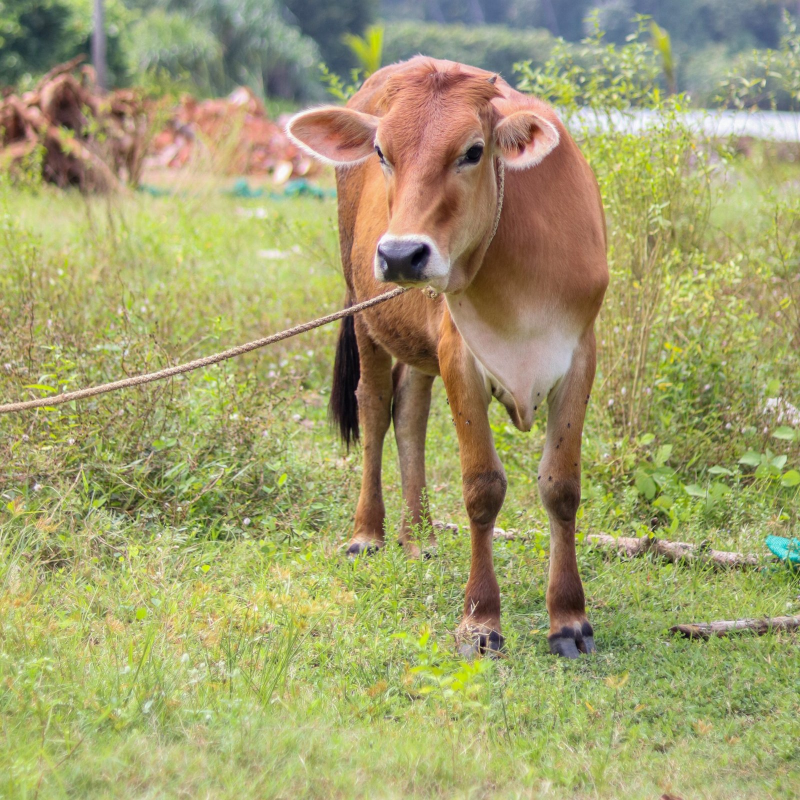 A selective focus shot of a brown cow with a rope around its neck