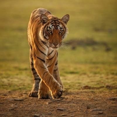 Wildlife Conservation Body: Anti-poaching, habitat restoration, endangered species rescue, and wildlife awareness campaigns.